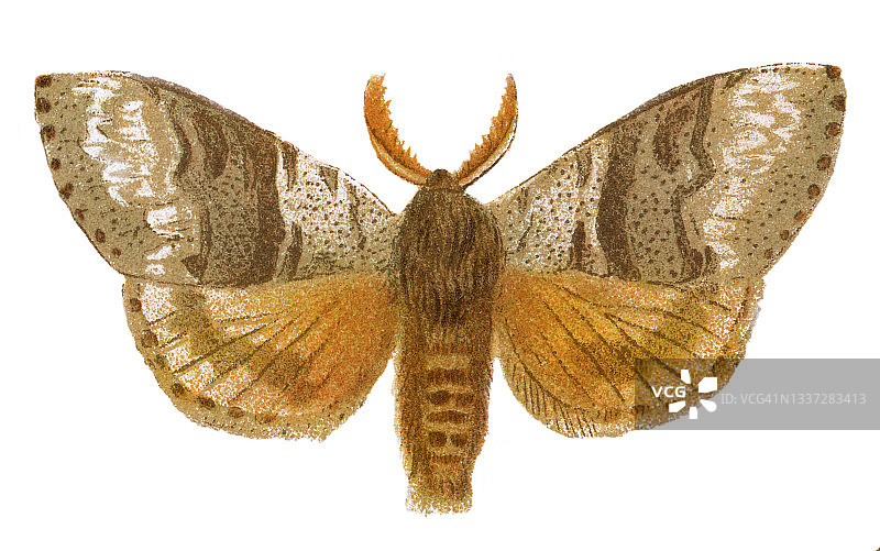 古老彩色石印插图：淡色苔蛾图片素材