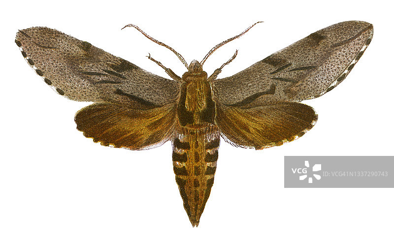 松天蛾图片素材