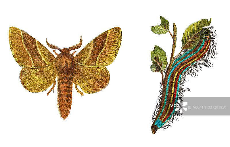 黄褐毛虫蛾和毛虫的古老彩 lithograph 插图图片素材