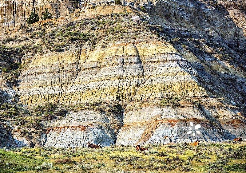 野生长角牛 - 西奥多·罗斯福国家公园 - 北达科他州北部图片素材