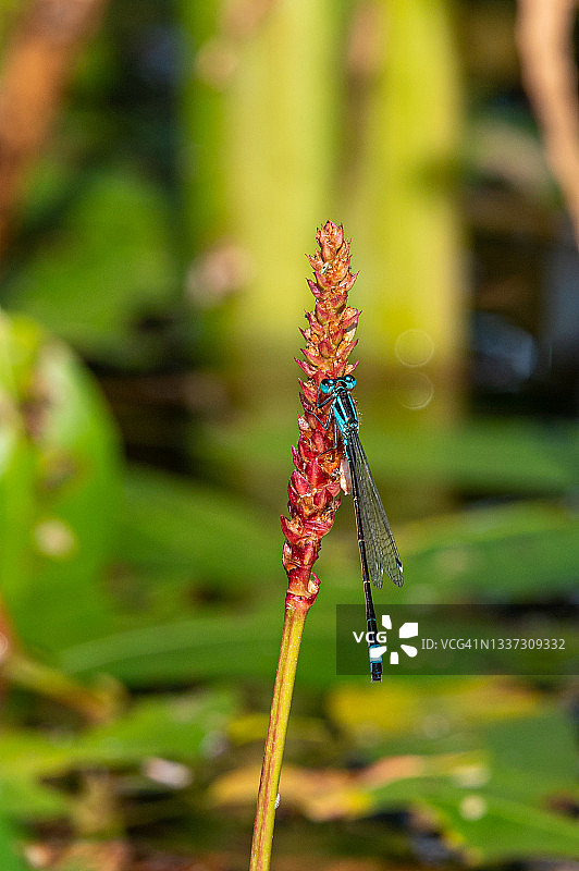 雌性蓝尾豆娘图片素材