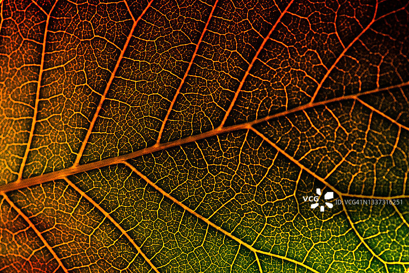 逆光下的皇家紫色烟雾树叶图片素材