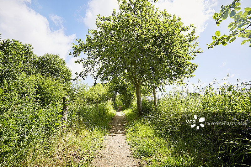 夏季穿过灌木丛和树木的小路图片素材