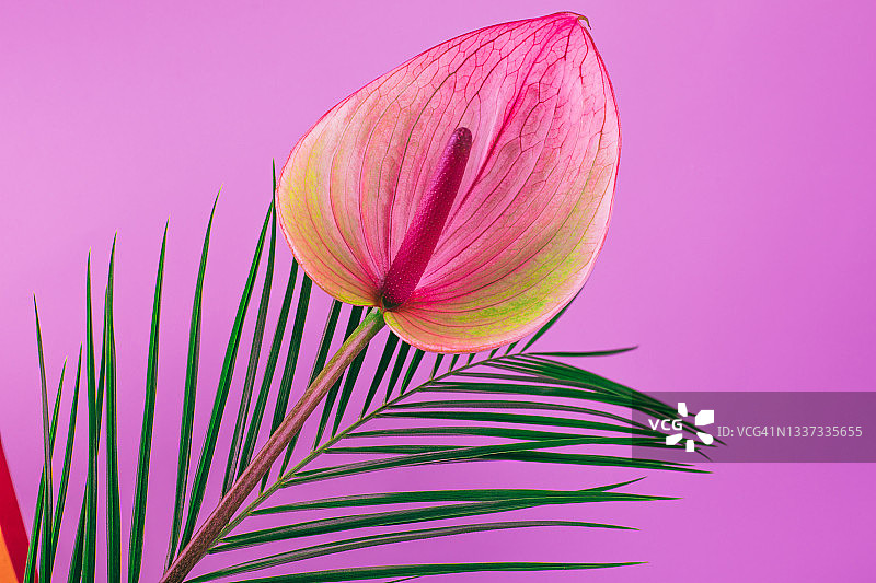 亮粉色背景上的红掌花与棕榈叶图片素材