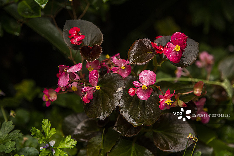铜叶红色四季海棠特写，雨后生长在花园中图片素材