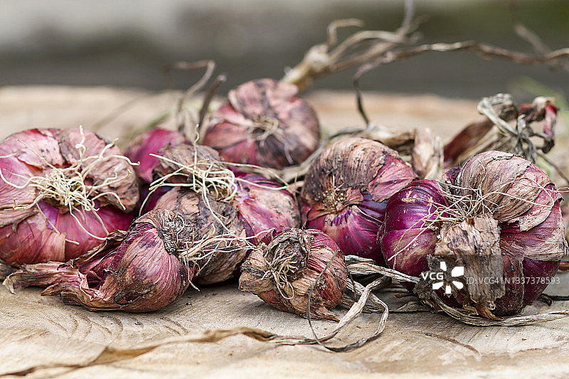 天然红洋葱图片素材