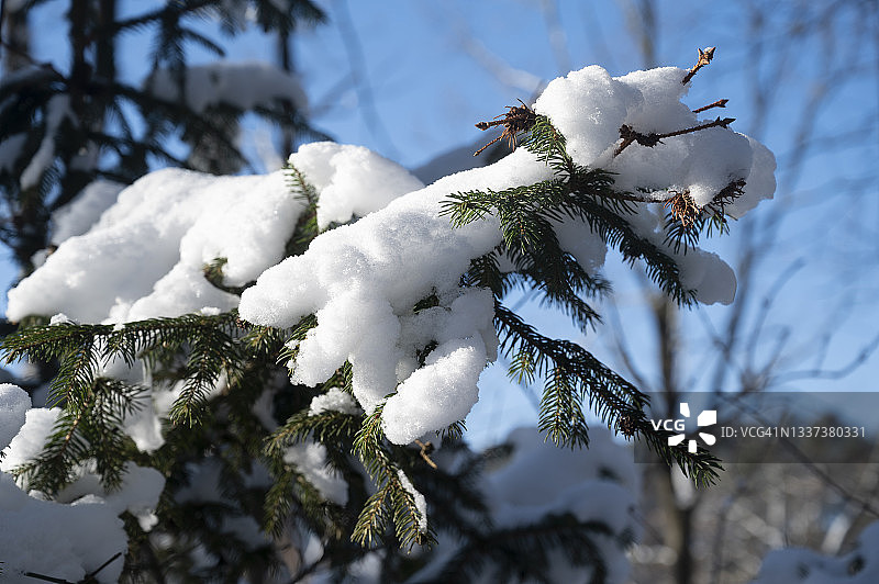 松树叶上的积雪图片素材