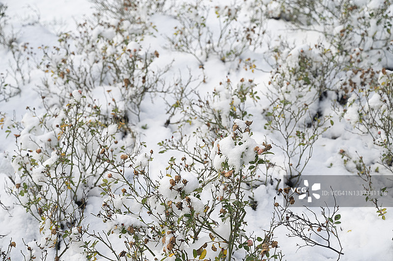 冬季灌木上的积雪，德国图片素材