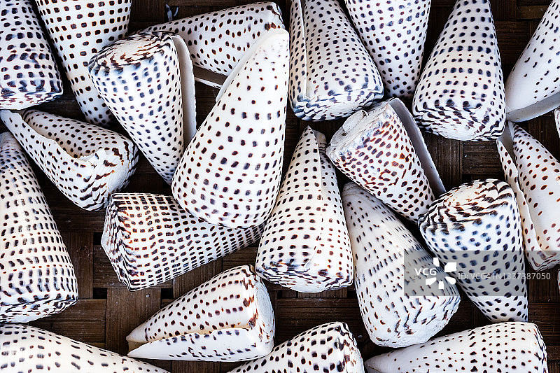 豹锥海螺贝壳图片素材