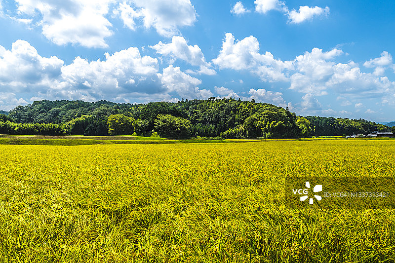 收割在即的稻田与蓝天图片素材