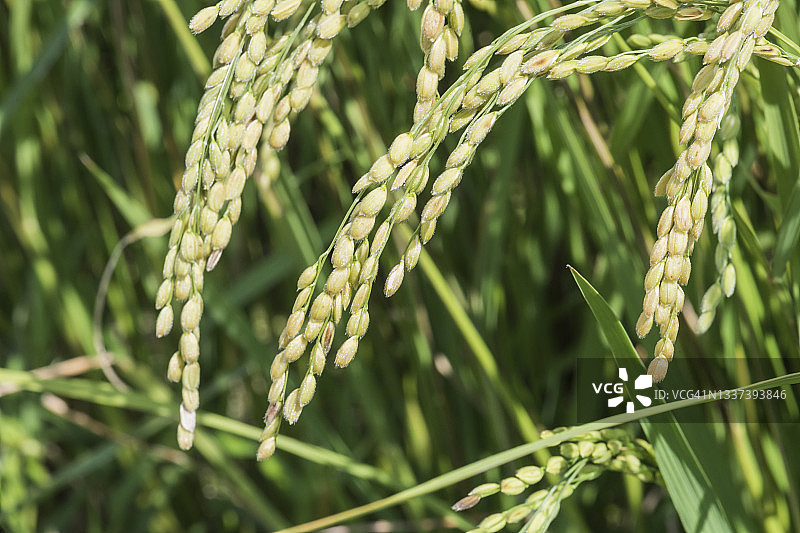 成熟前的稻穗（特写）图片素材