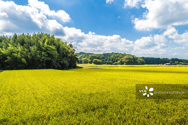收割在即的稻田图片素材