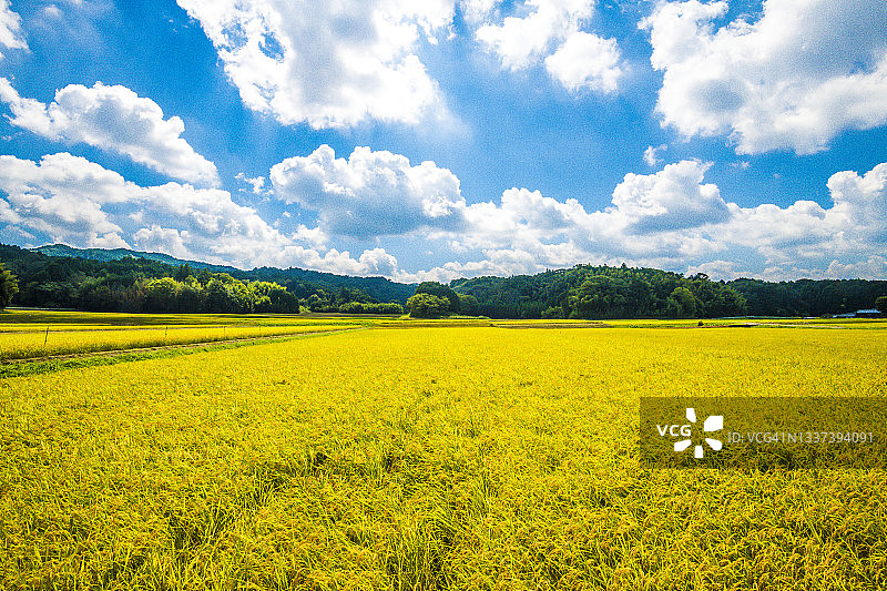 收割在即的稻田图片素材