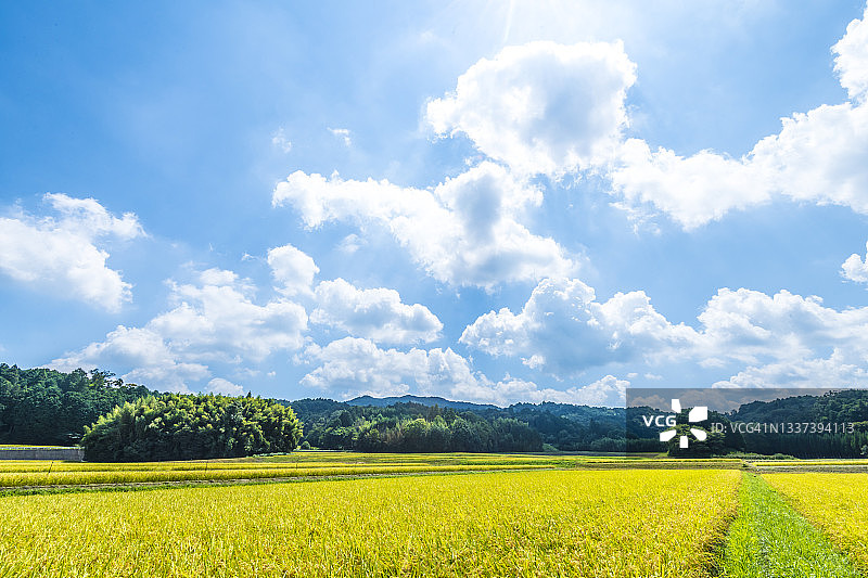 收割在即的稻田图片素材