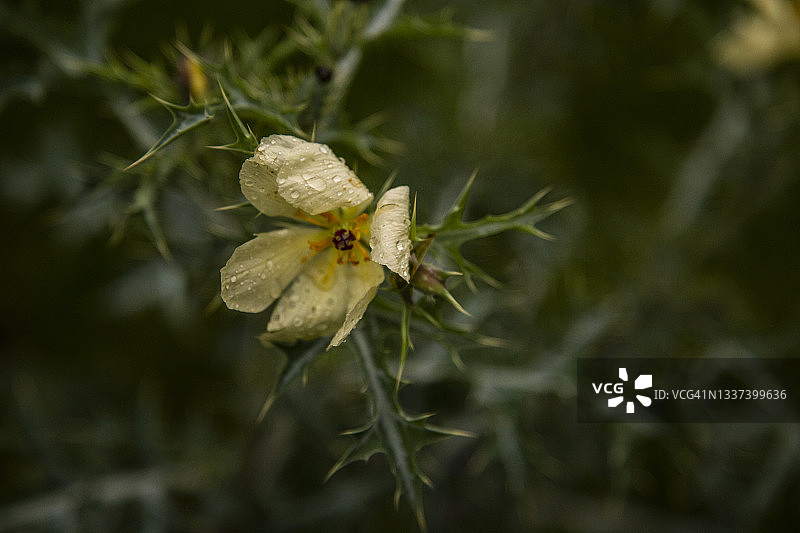 花园中潮湿的黄色花朵特写图片素材