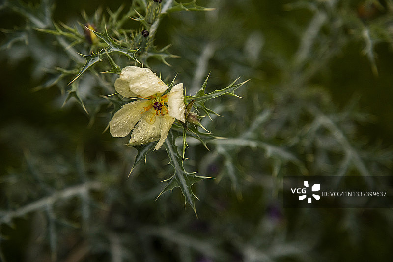 花园中潮湿的黄色花朵特写图片素材