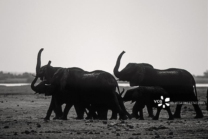 乔贝国家公园中举起象鼻行进的大象图片素材