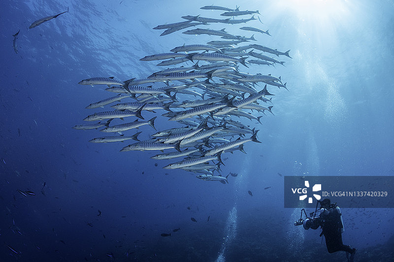 金贝湾梭鱼群与潜水员，巴布亚新几内亚图片素材