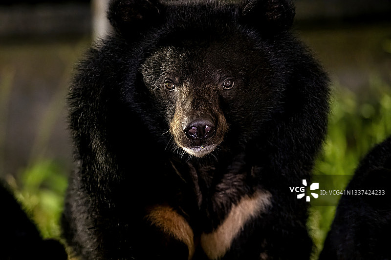夜晚野外环境下的亚洲黑熊图片素材