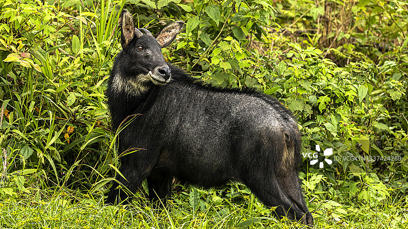 热带森林中的苏门答腊鬣羚图片素材