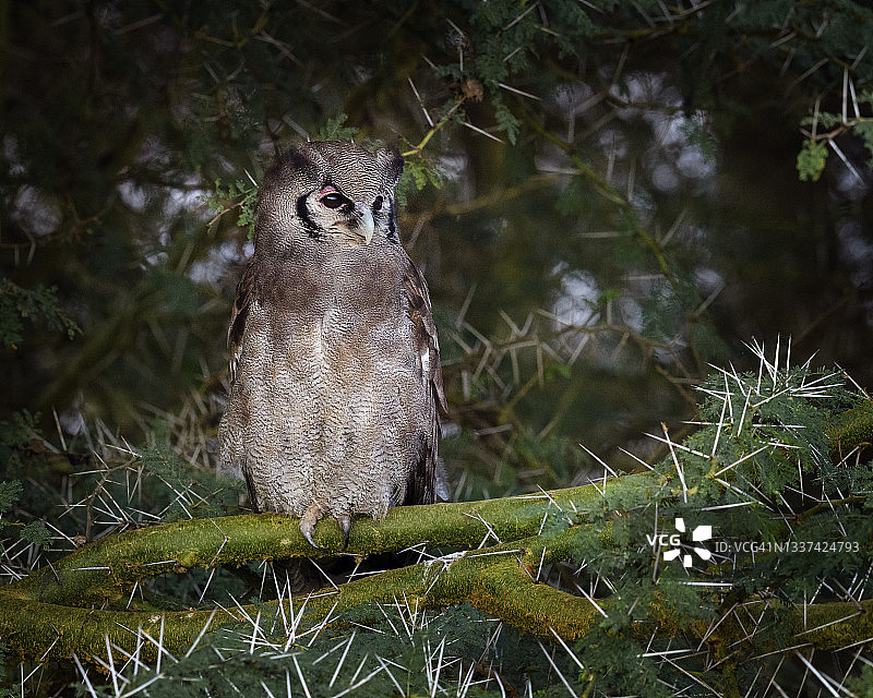 肯尼亚维氏雕鸮树上栖息特写图片素材