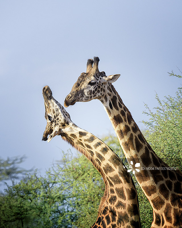 肯尼亚安博塞利的两只长颈鹿图片素材