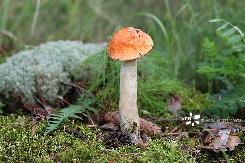 森林里的橙盖牛肝菌蘑菇图片素材