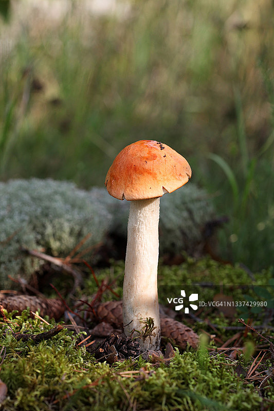 森林里的橙盖牛肝菌蘑菇图片素材