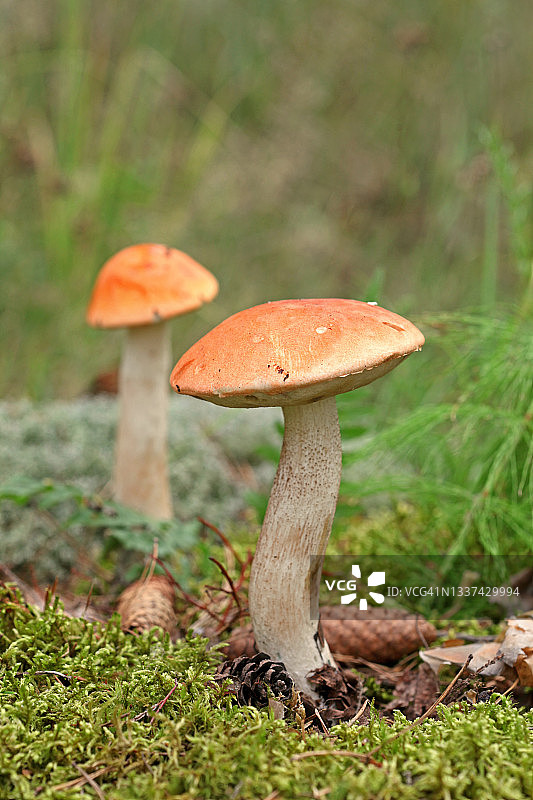 森林里的橙盖牛肝菌图片素材