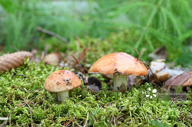 森林中的黄色牛肝菌图片素材