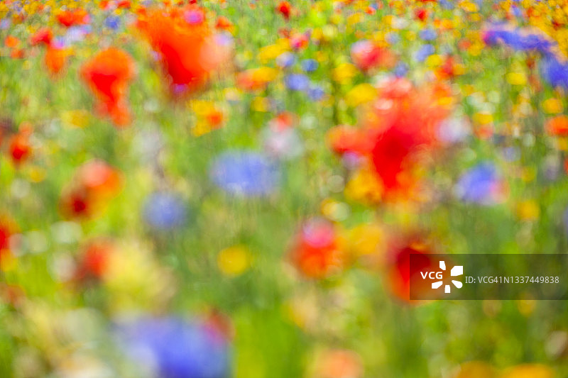 绚丽的鲜花图片素材