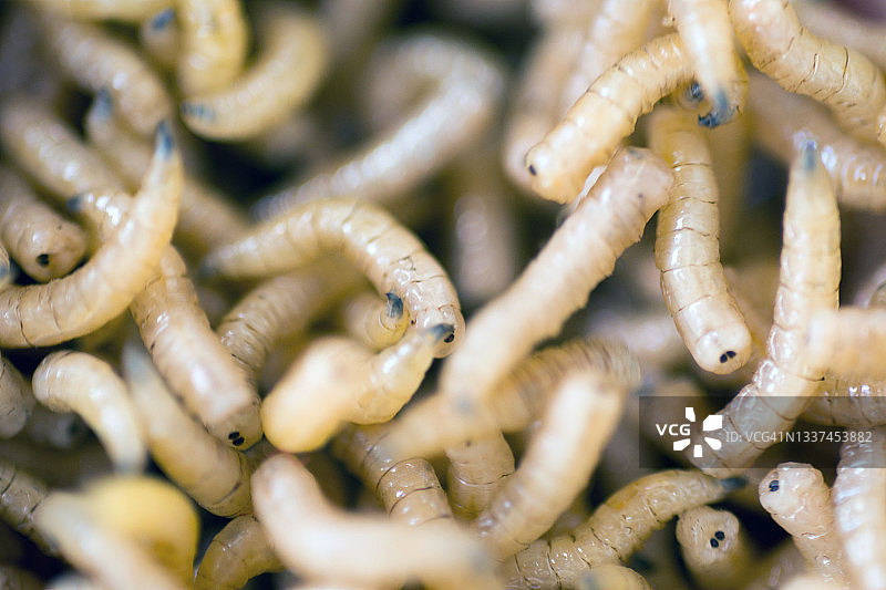 蝇蛆的微距拍摄图片素材