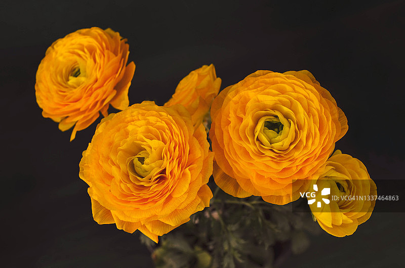 波斯毛茛花鸟瞰图图片素材