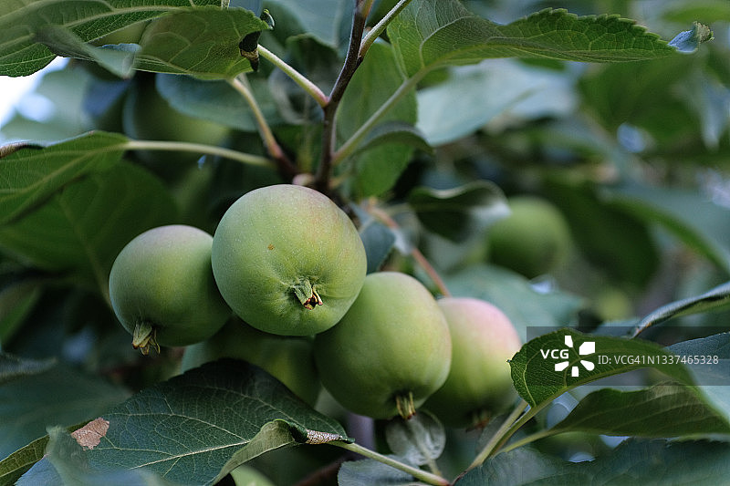 苹果园中生长青苹果的树枝图片素材