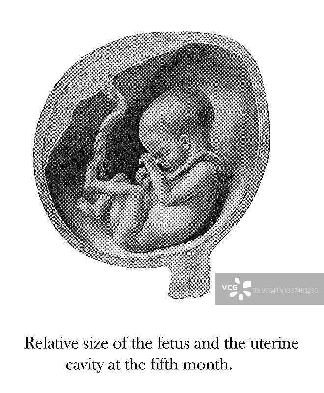 子宫内胎儿位置：第五个月胎儿与子宫腔相对大小图片素材
