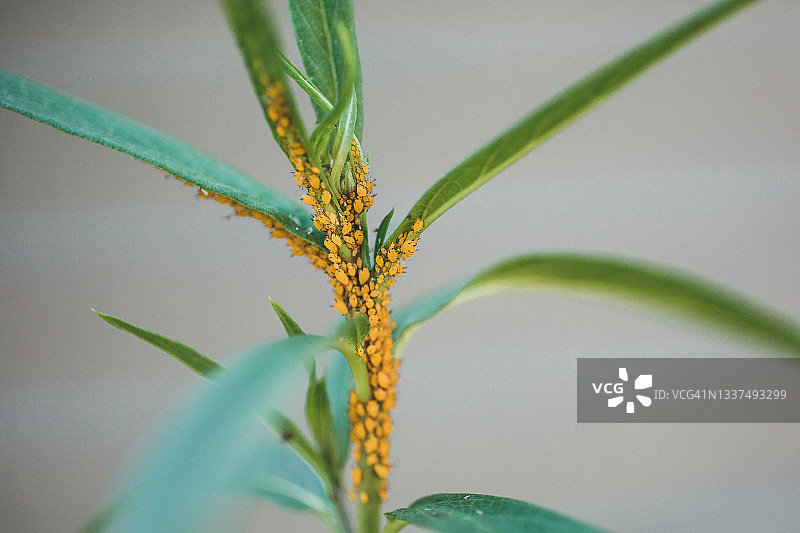蚜虫攀附在植物上图片素材