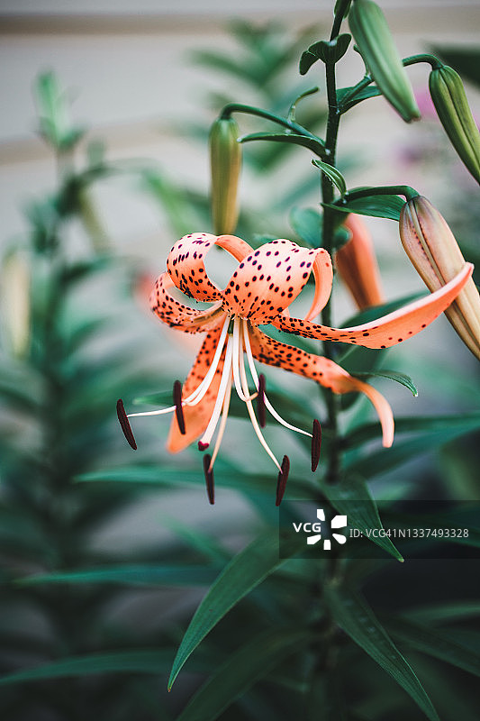 花园中盛开的虎百合图片素材