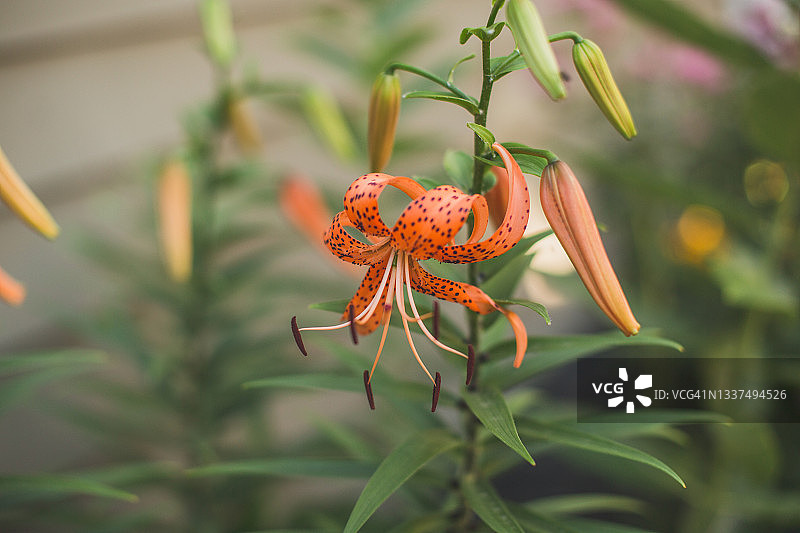 花园中盛开的虎百合图片素材