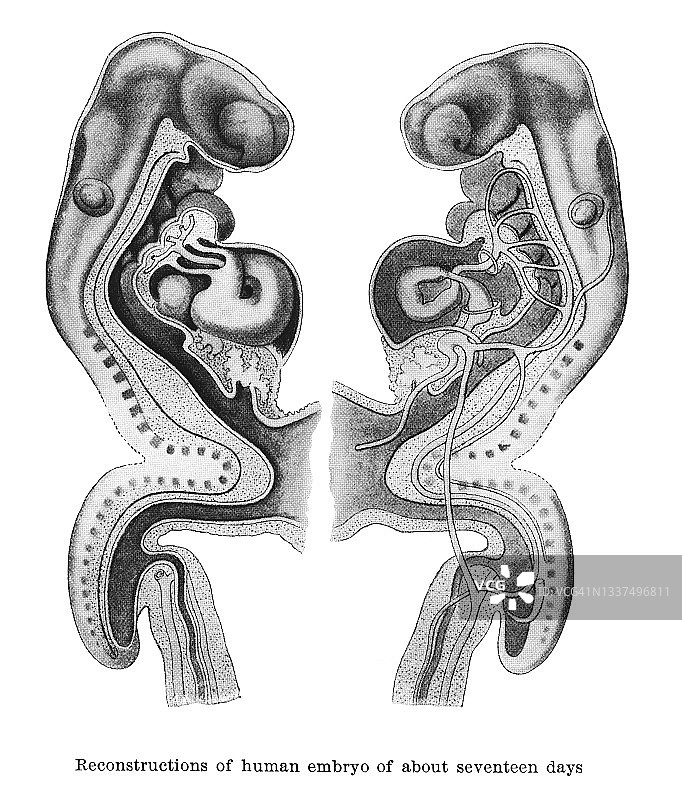 17天的人类胚胎古老雕刻插图图片素材