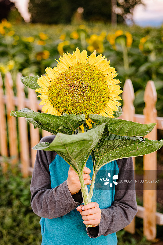 男孩拿着向日葵遮住脸庞图片素材
