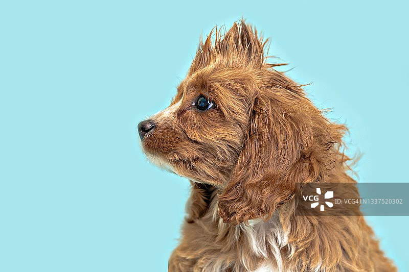 留着莫霍克发型的可爱小狗图片素材