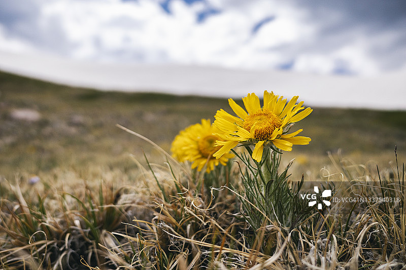 科罗拉多州詹姆斯峰荒野中的野花图片素材