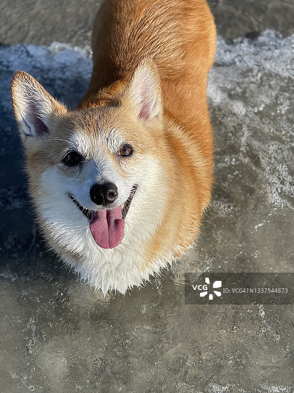 冲浪柯基犬图片素材