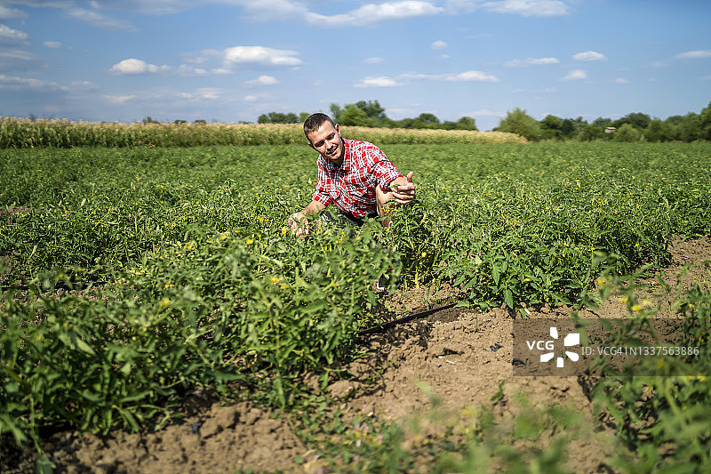 年轻农民检查作物质量图片素材