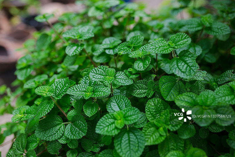 薄荷叶图片素材