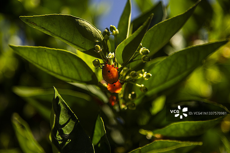柑橘臭虫亮橙色幼虫在柑橘嫩叶上特写图片素材