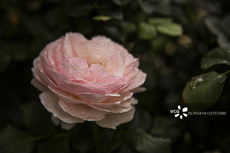 花园中生长的大卫·奥斯汀传承月季的艺术油画，焦点在花朵上图片素材