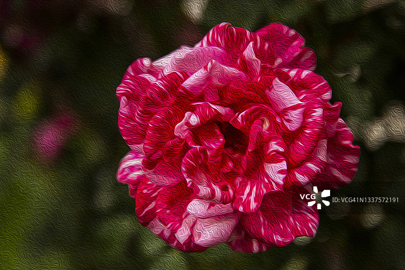 粉色双色条纹玫瑰的艺术油画特写，背景虚化，焦点在前图片素材