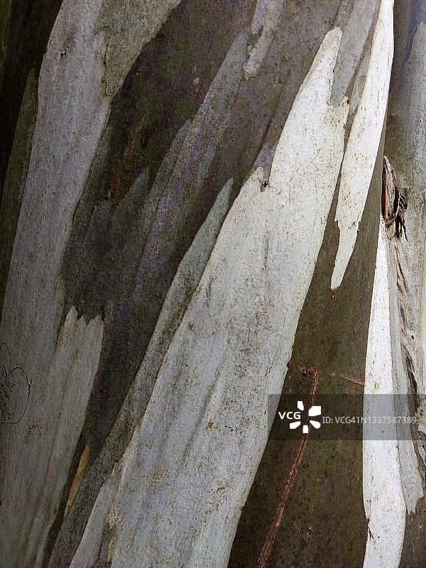 纹理雪桉树干图片素材