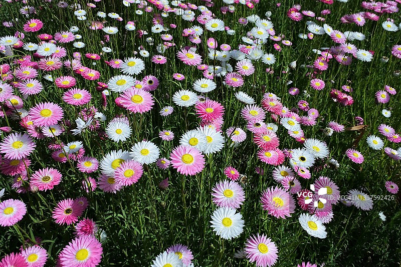 西澳大利亚盛开的雏菊野花图片素材